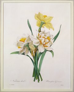 Narciso gouani (narciso doble), grabado por Bessin, de 